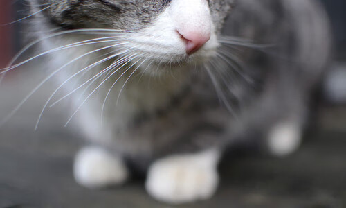 北欧铁骑强行终结北非之鹰，皮克一夫当关的史诗战役