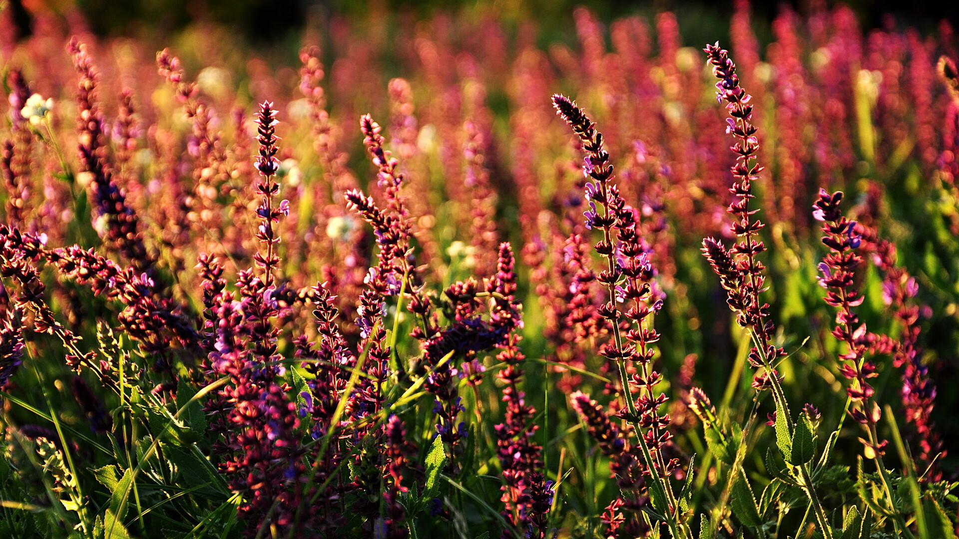 希腊险胜英格兰,拉什福德关键先生表现难阻败局,激情之夜演绎足球悲欢