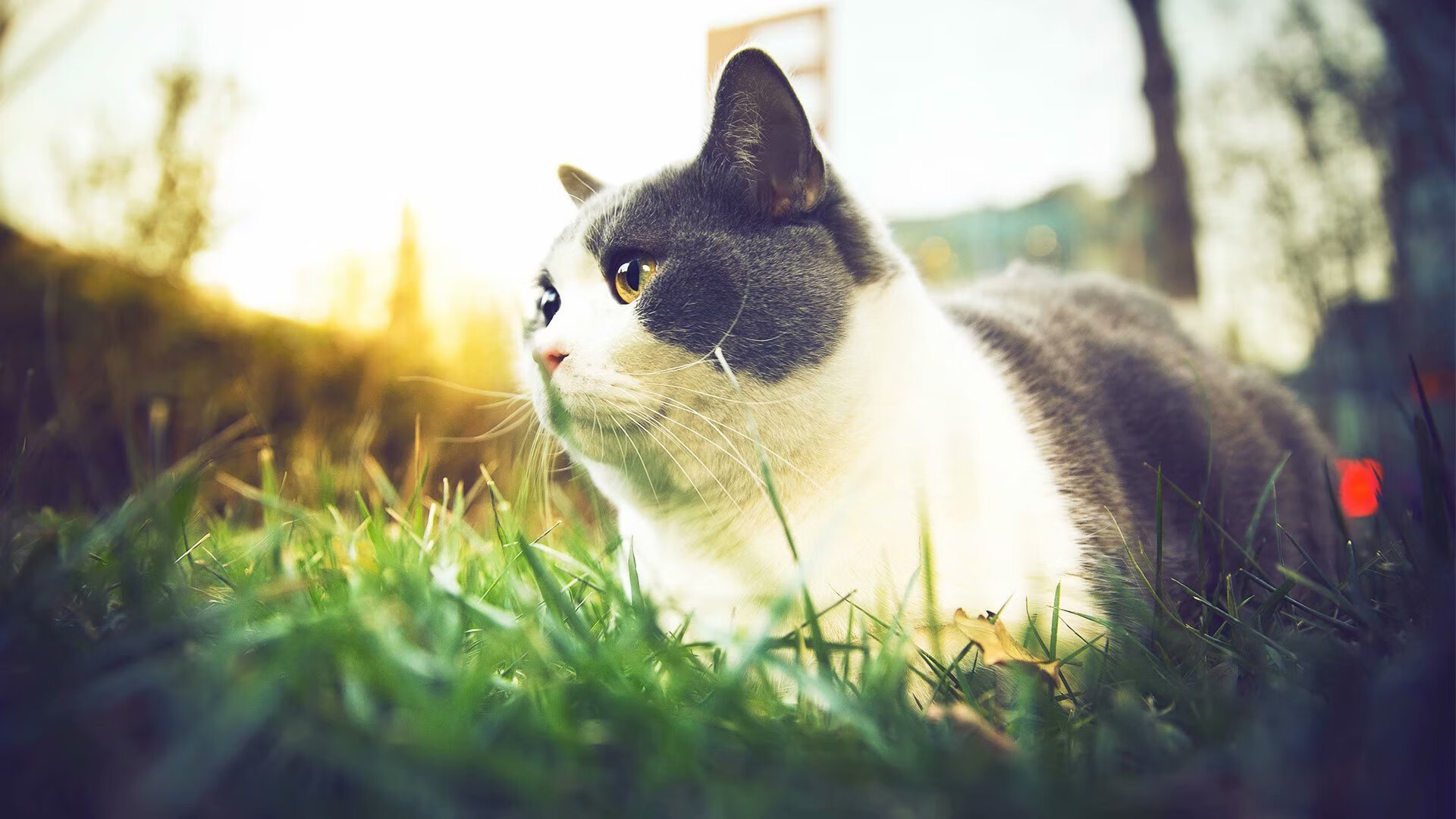 智利铁闸封锁莱比锡红牛,迪巴拉节奏掌控点燃全场