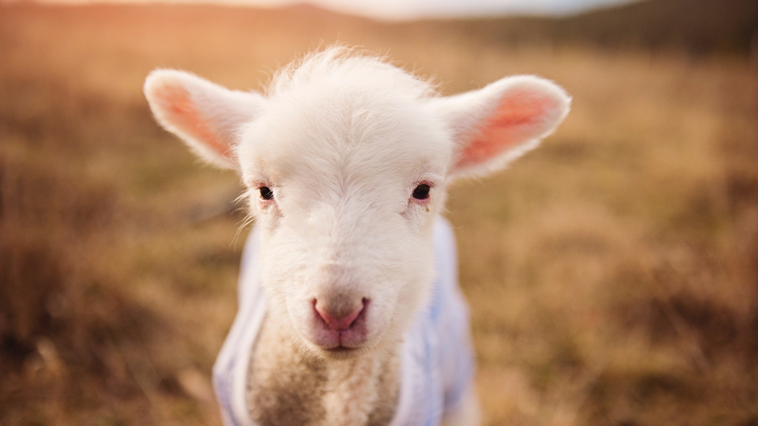 身份迷局,尼克斯横扫湖人,福克斯何以成为那个关键先生?