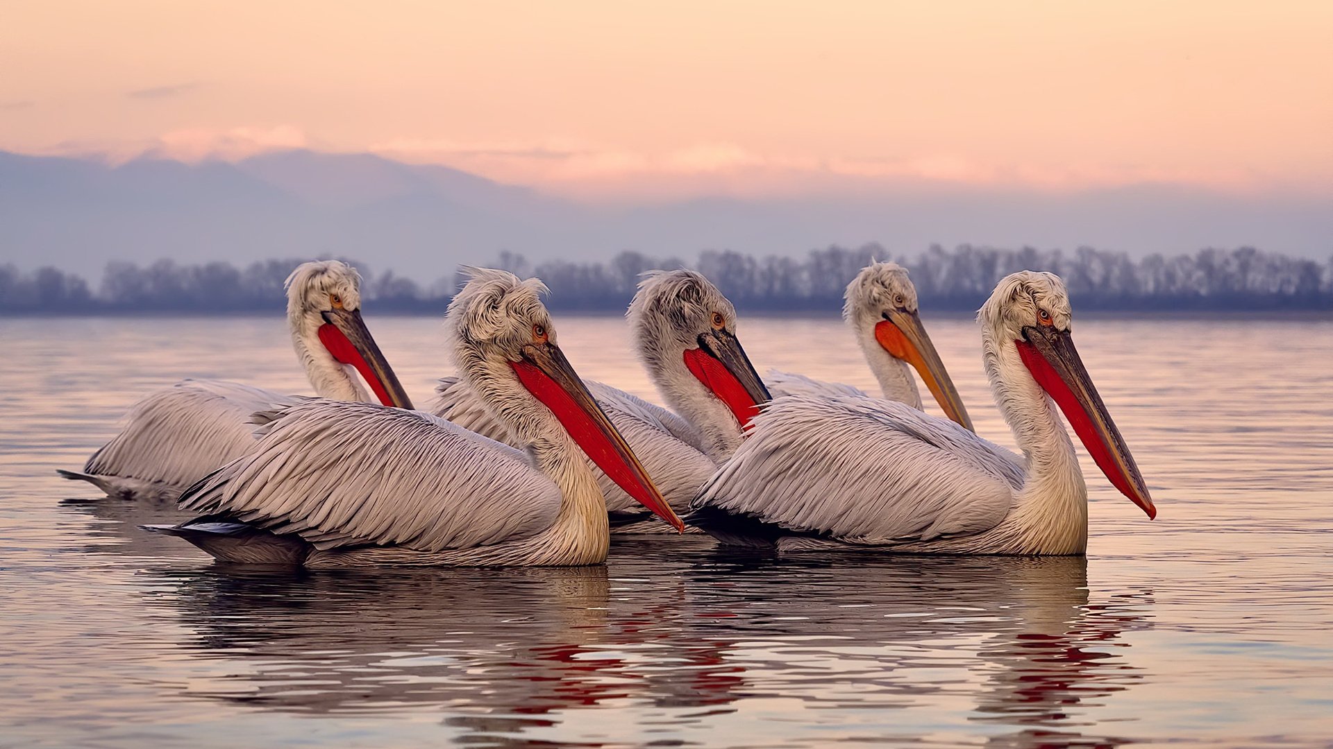 库尔图瓦一夫当关!巴萨狂攻无果,克罗地亚黑马险些创造奇迹