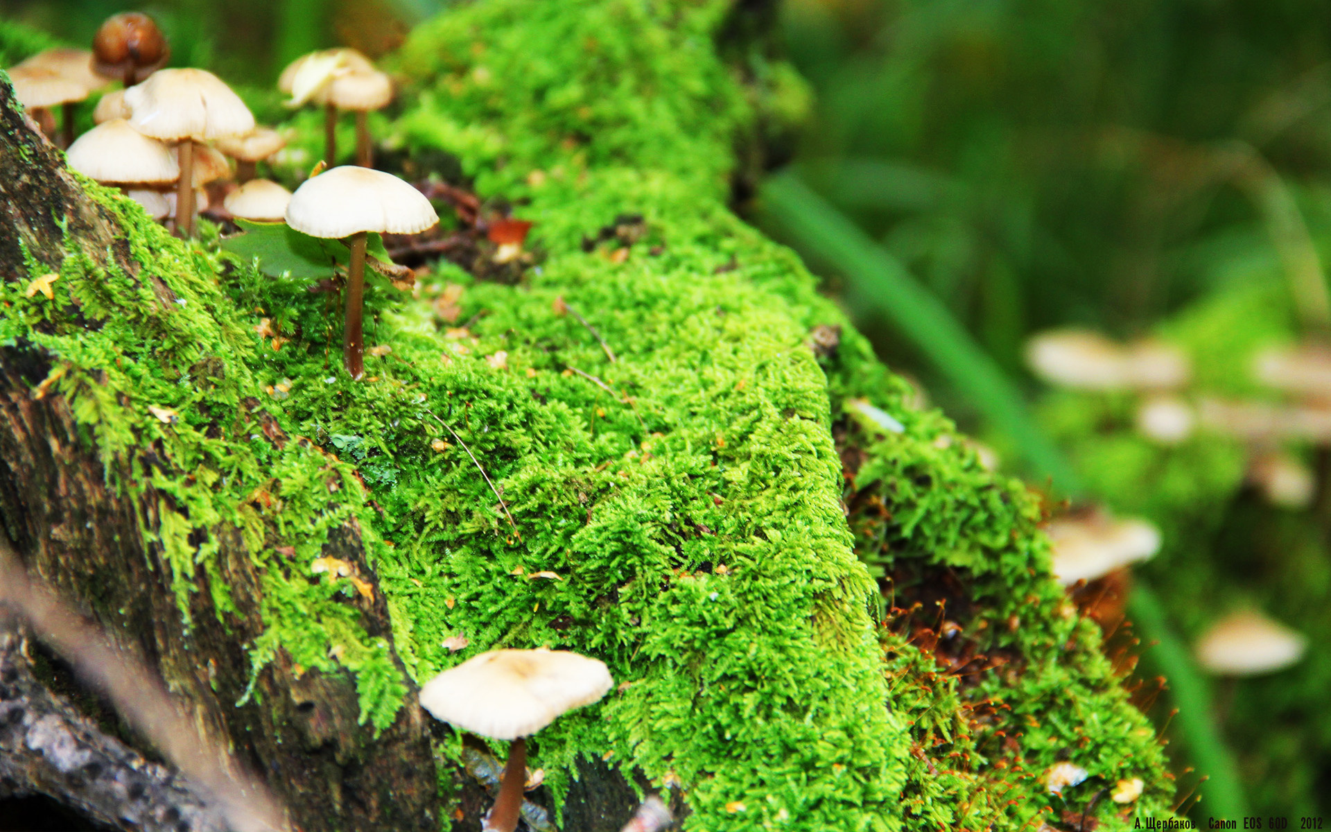 东决心跳与地中海的逆袭，关键战如何重塑命运