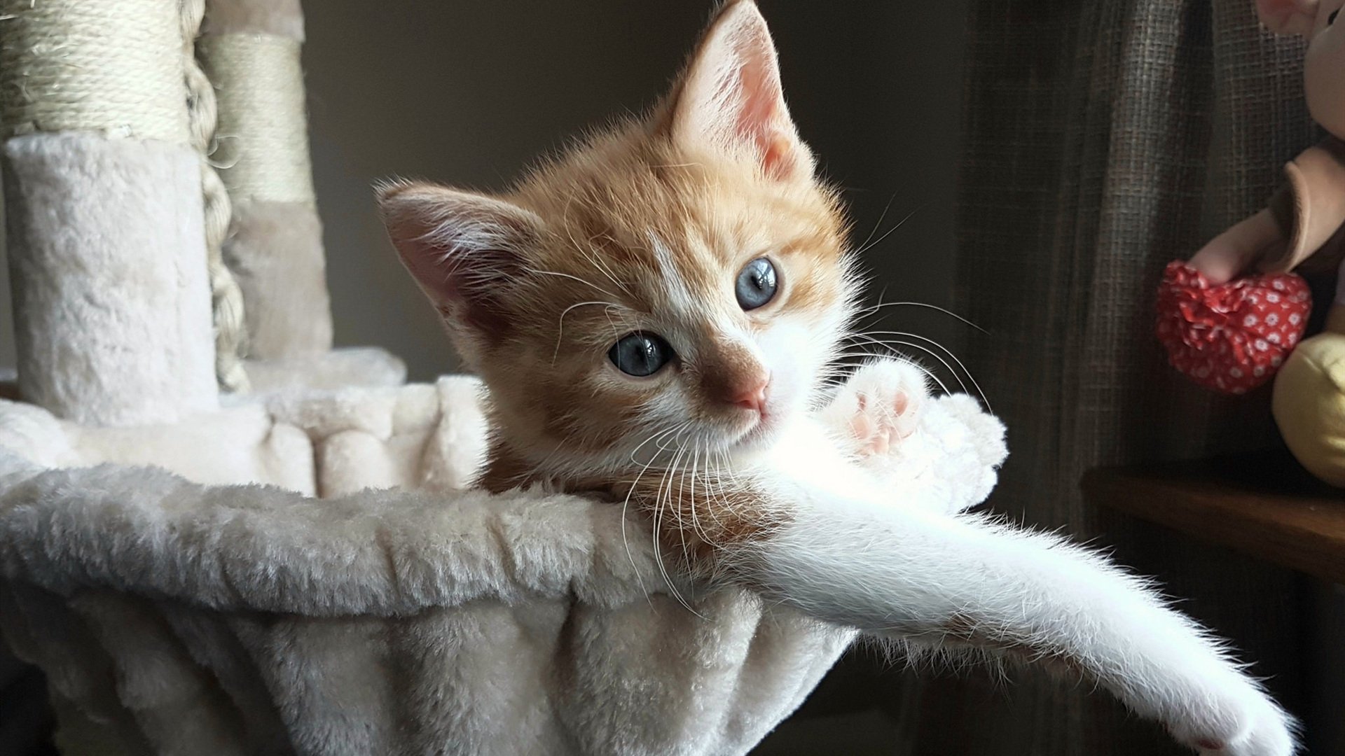 从争议到核心，巴斯托尼在阿尔及利亚对决加拿大的硝烟中完成正名之战