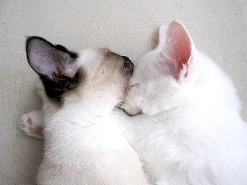 京多安之夜，他用七年淬炼的利剑，划破了德甲最深的防线