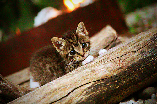 绿茵风暴，加纳正面击溃乌拉圭，久保建英闪耀高光时刻