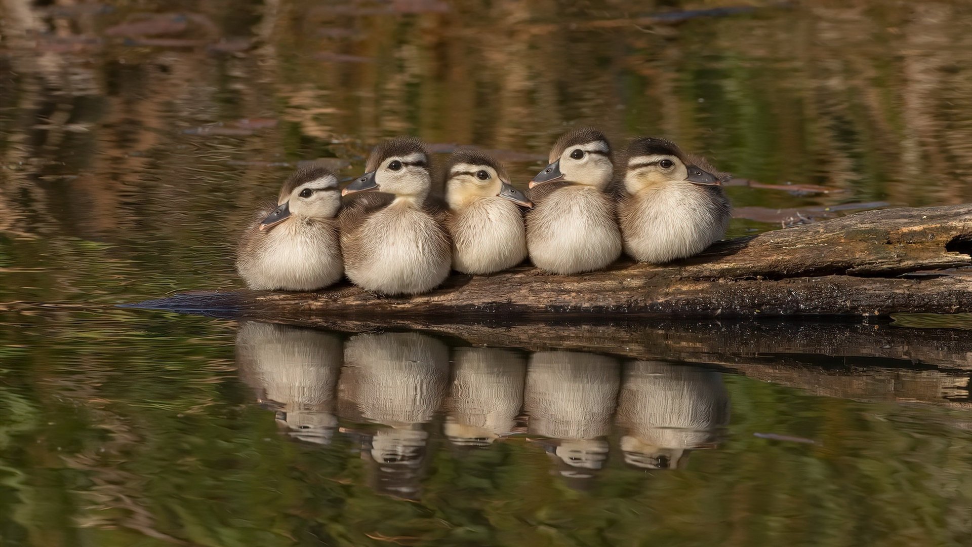 约基奇加时赛封神，公牛险胜老鹰夺关键胜利