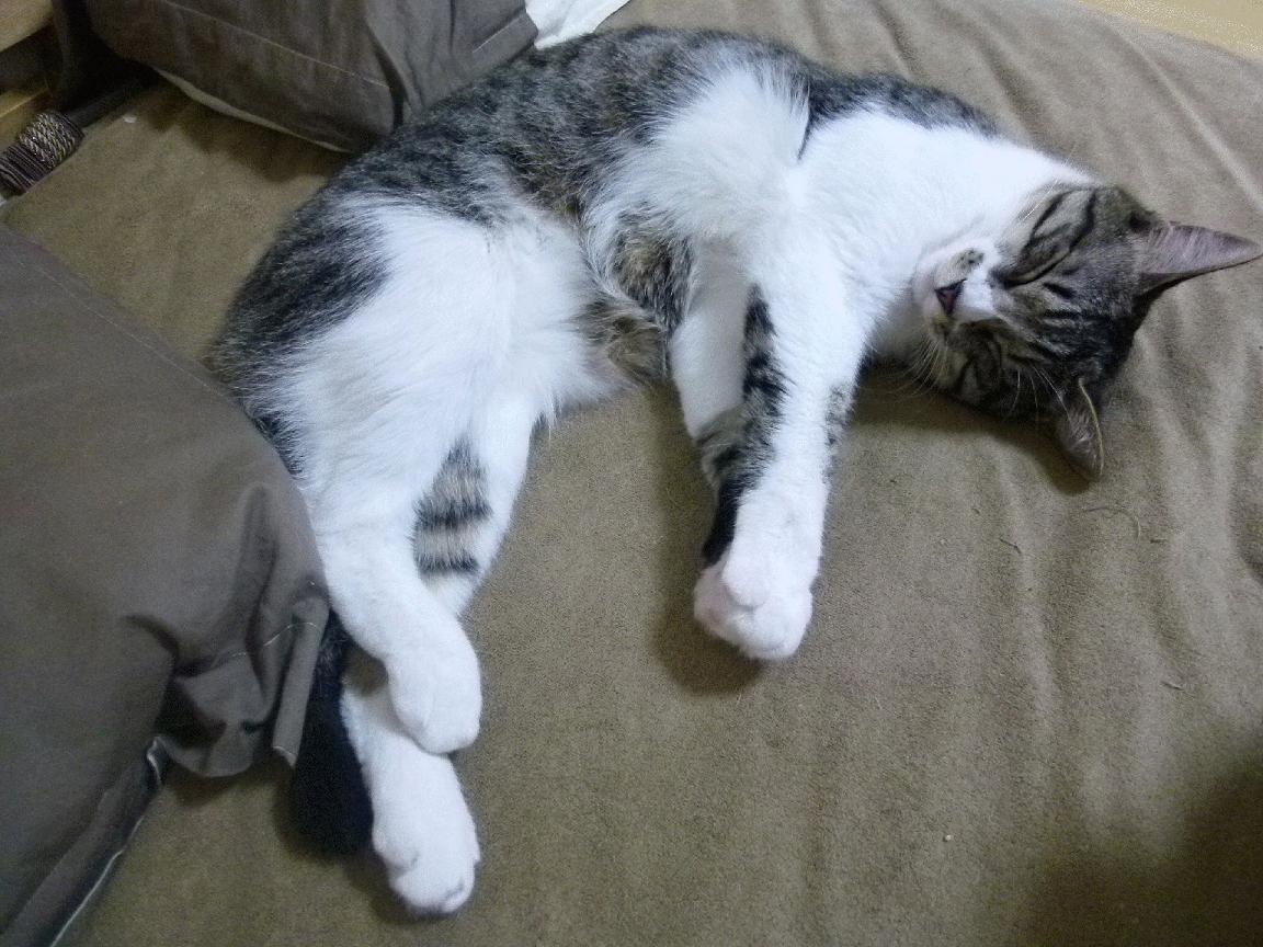 门迪一夫当关！丹麦险胜瑞士 欧洲杯关键战现制胜扑救