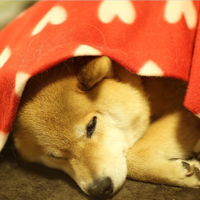 乌拉圭火力全开压制埃及，巴尔韦德统治级数据闪耀赛场